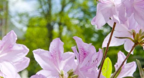 UNH campus with flowers